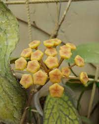 Hoya Sp Tanggamus Red FREE PHYTOSANITARY