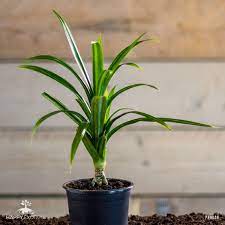 Pandan Plant, Pandanus amaryllifolius, Live Roots for planting, 2 Live Stems