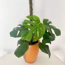 Monstera Deliciosa, 2 Gallon Grow Pot, 4-5 Fuß Gesamthöhe, moderne tropische lebende Indoor-Pflanze 