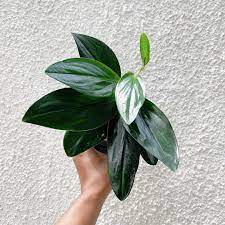 SCINDAPSUS TREUBII DARK FORM