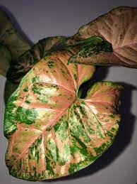 SYNGONIUM PINK FLACKED