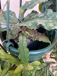HOYA UNDULATA SPLASH FREE PHYTOSANITARY