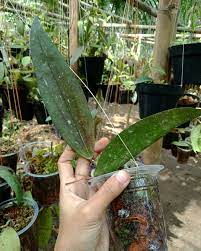 Hoya Rindu Raflesia Splash