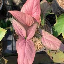 SYNGONIUM PINK PERFECTIONS