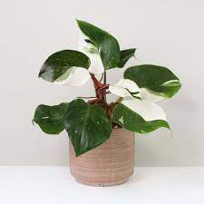 PHILODENDRON WHITE KNIGHT VARIEGATED