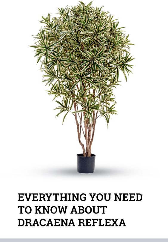 Dracaena Reflexa - Song of India - Lily Bamboo - Song of Jamaica