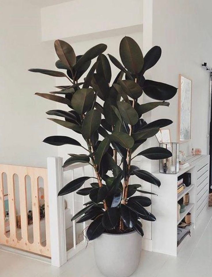Ficus Burgundy Double Stem, 2 Gallon Grower Pot, 3 Feet Overall Height, Modern Indoor Live Rubber Plant