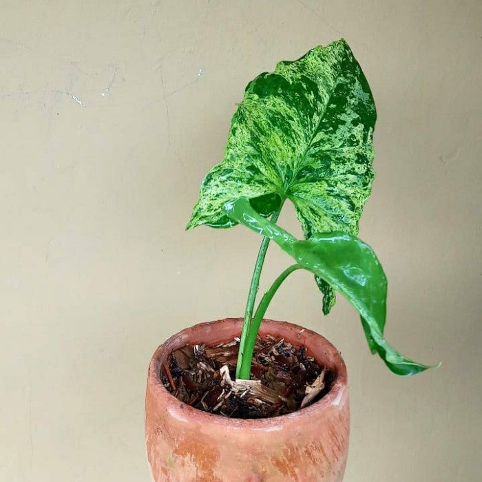 SYNGONIUM MOJITO