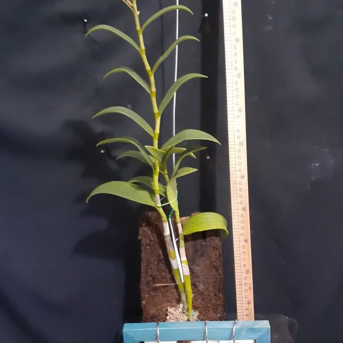 Dendrobium Orchid Stratiotes