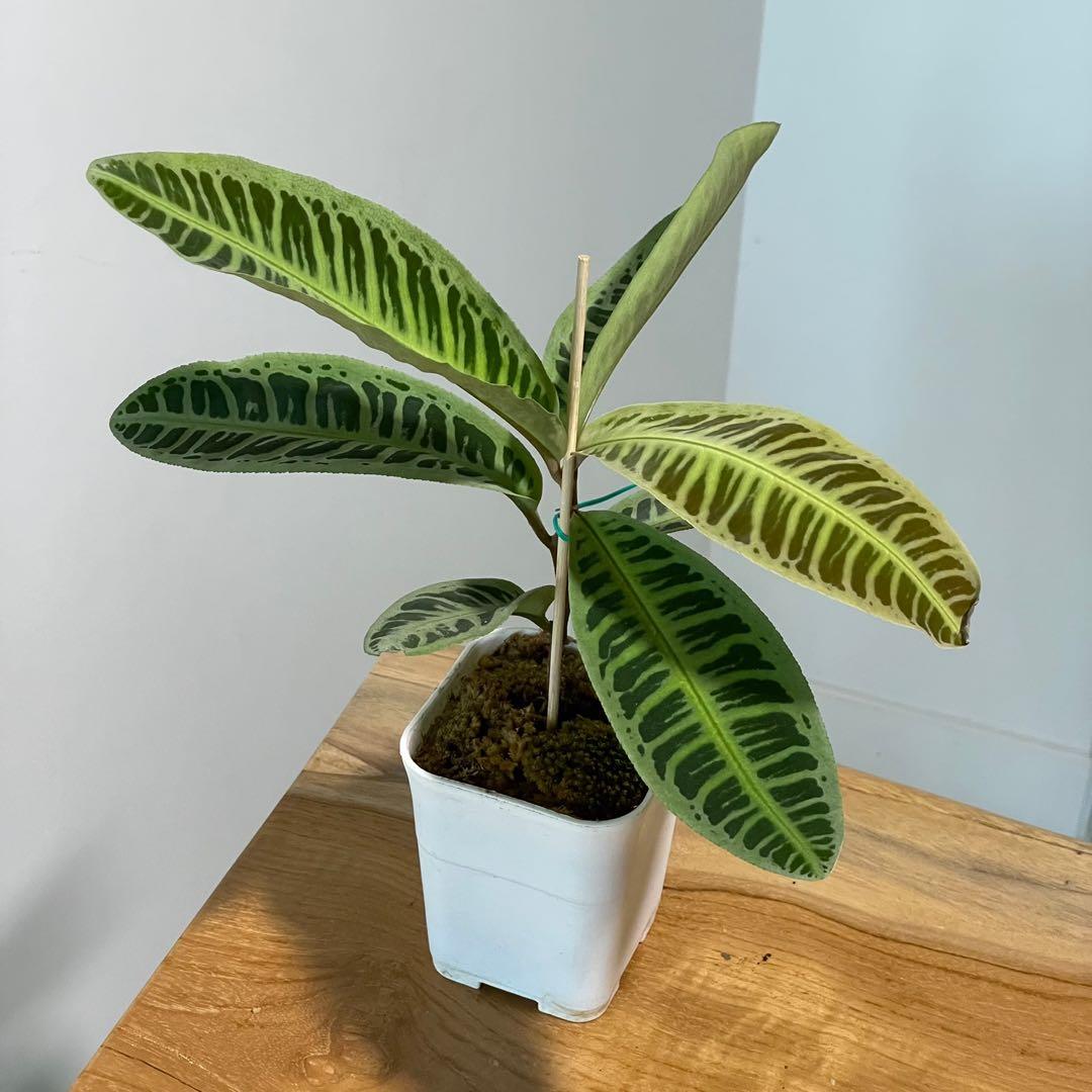 LABISIA SP RIAU GREEN