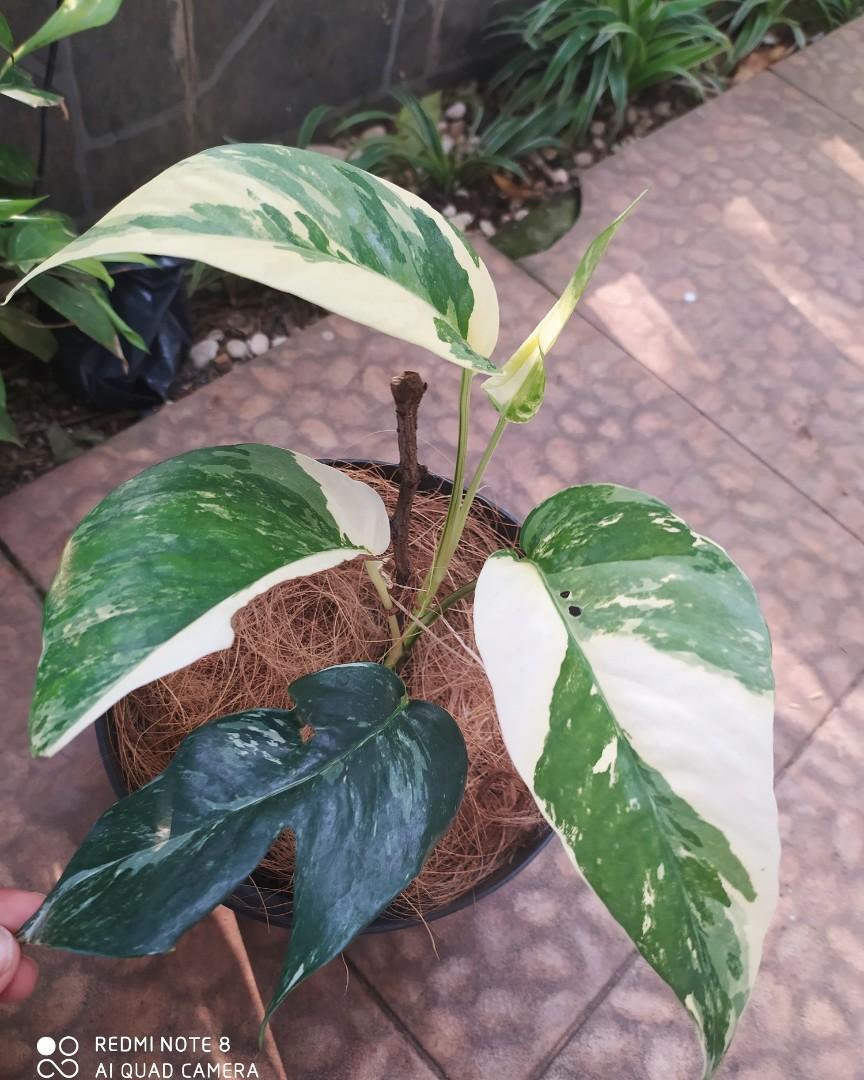 EPIPREMNUM PINNATUM แตกต่างกัน