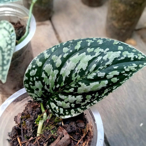 SCINDAPSUS TRICOLOR