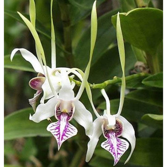 Dendrobium Orchid Stratiotes