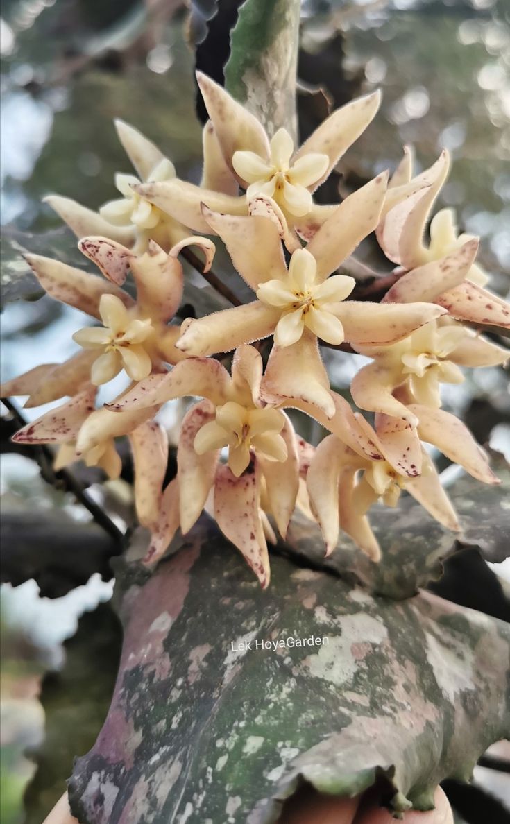 HOYA UNDULATA SPLASH FREE PHYTOSANITARY