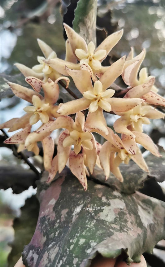 HOYA UNDULATA SPLASH FREE PHYTOSANITARY