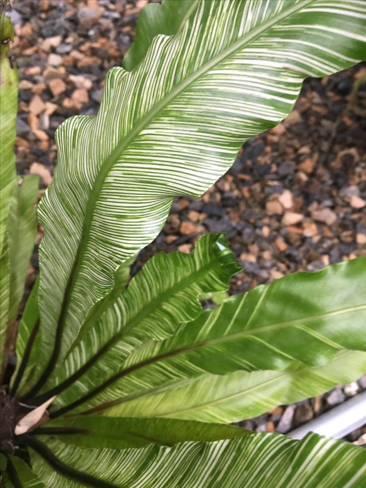 Asplenium Japan Variegated Rare Plants