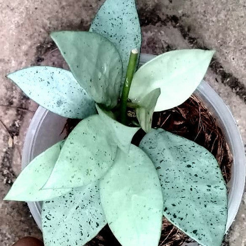 HOYA LACUNOSA SILVER