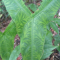Alocasia Tigrina Superba Sp.Sulawesi Indonesia FREE PHYTOSANITARY