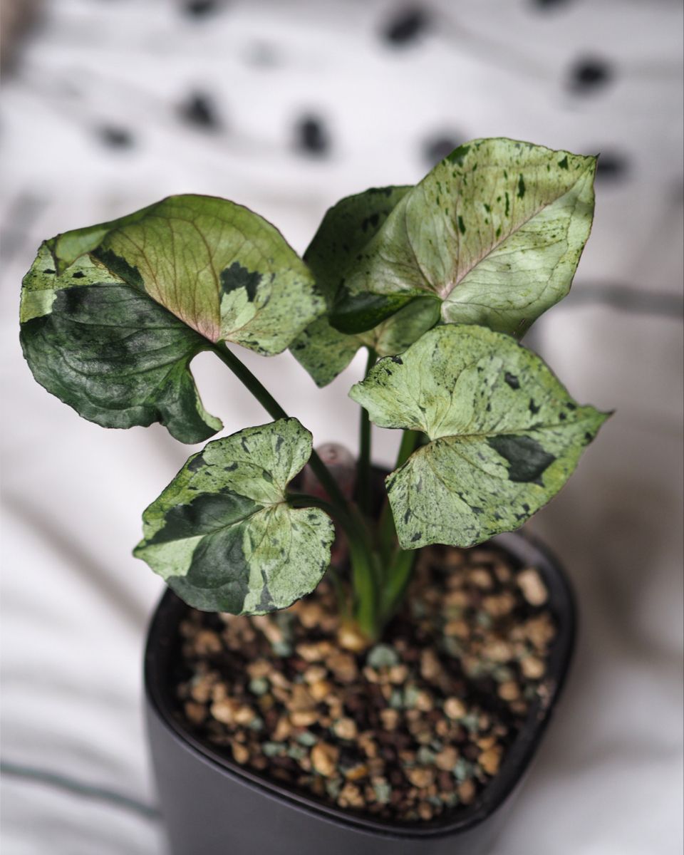 SYNGONIUM GREEN SPLASH