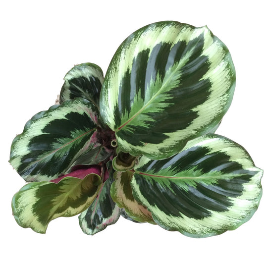 Calathea Medallion Roseopicta
