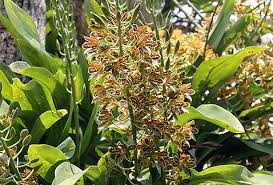 GRAMMATOPYLUM SCRIPTUM ORCHID / TIGER ORCHID