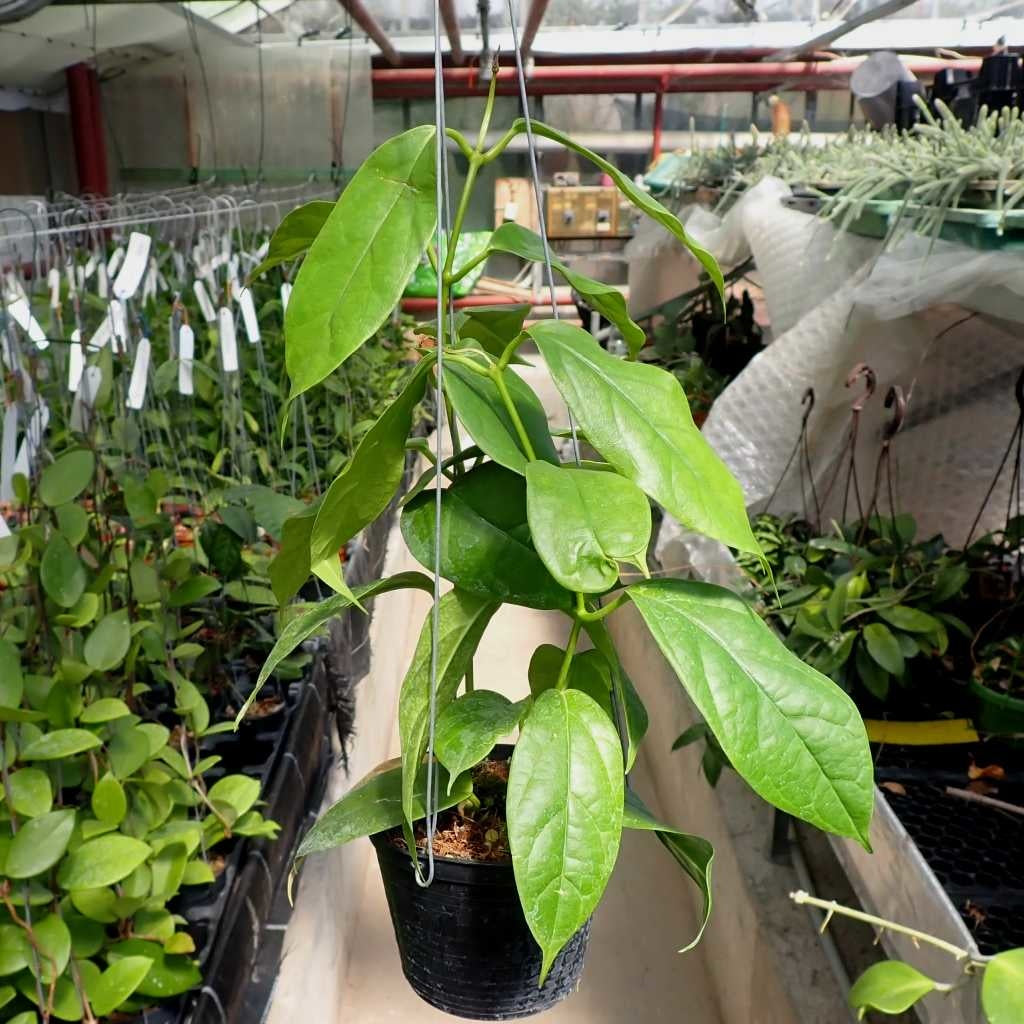 HOYA CORIACEA (CERREACEA)