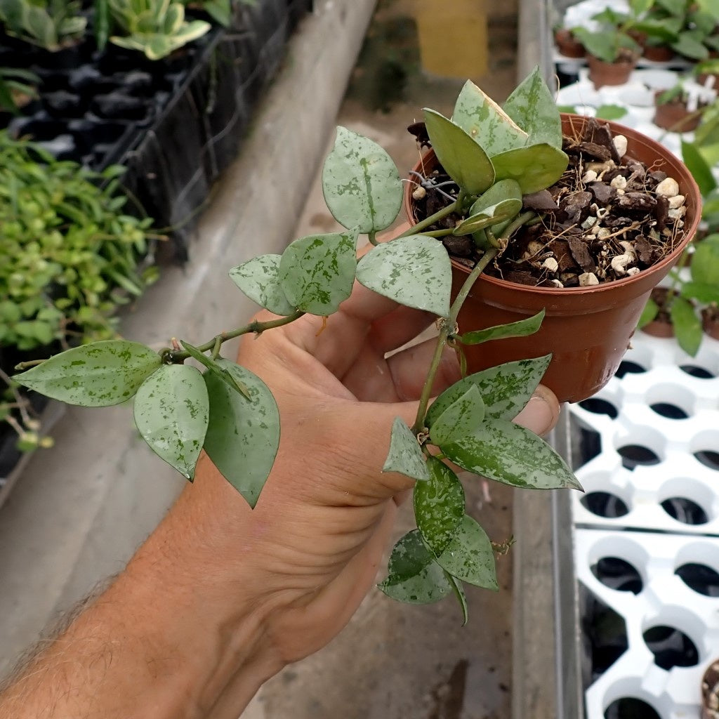 Hoya Lacunosa Splash