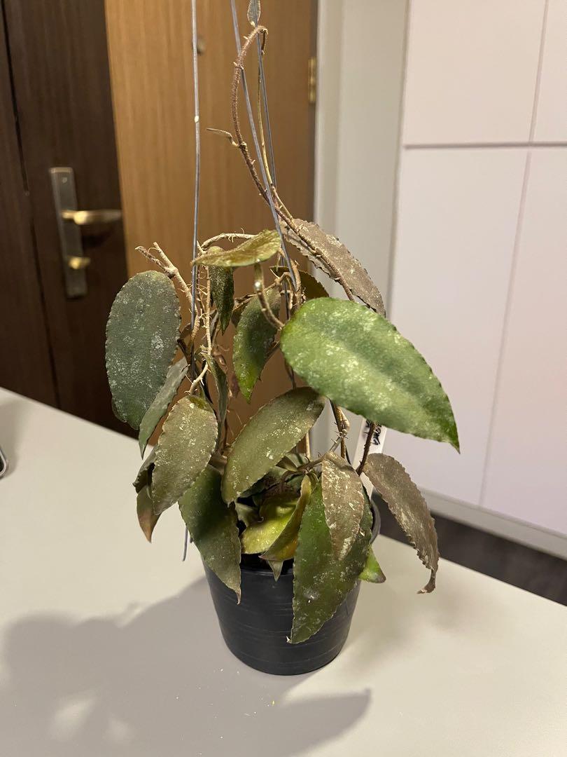 HOYA UNDULATA SPLASH (FREE PHYTOSANITARY)