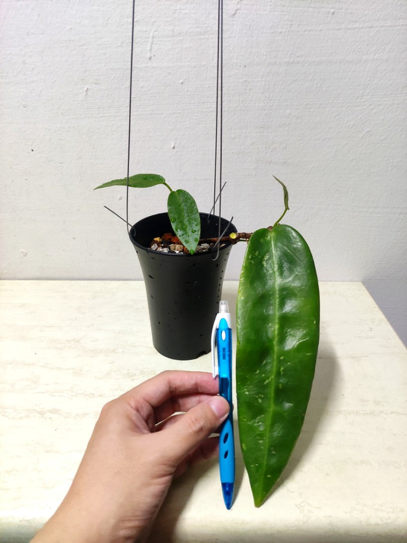 Hoya Stenakei Sp Papua Tienes