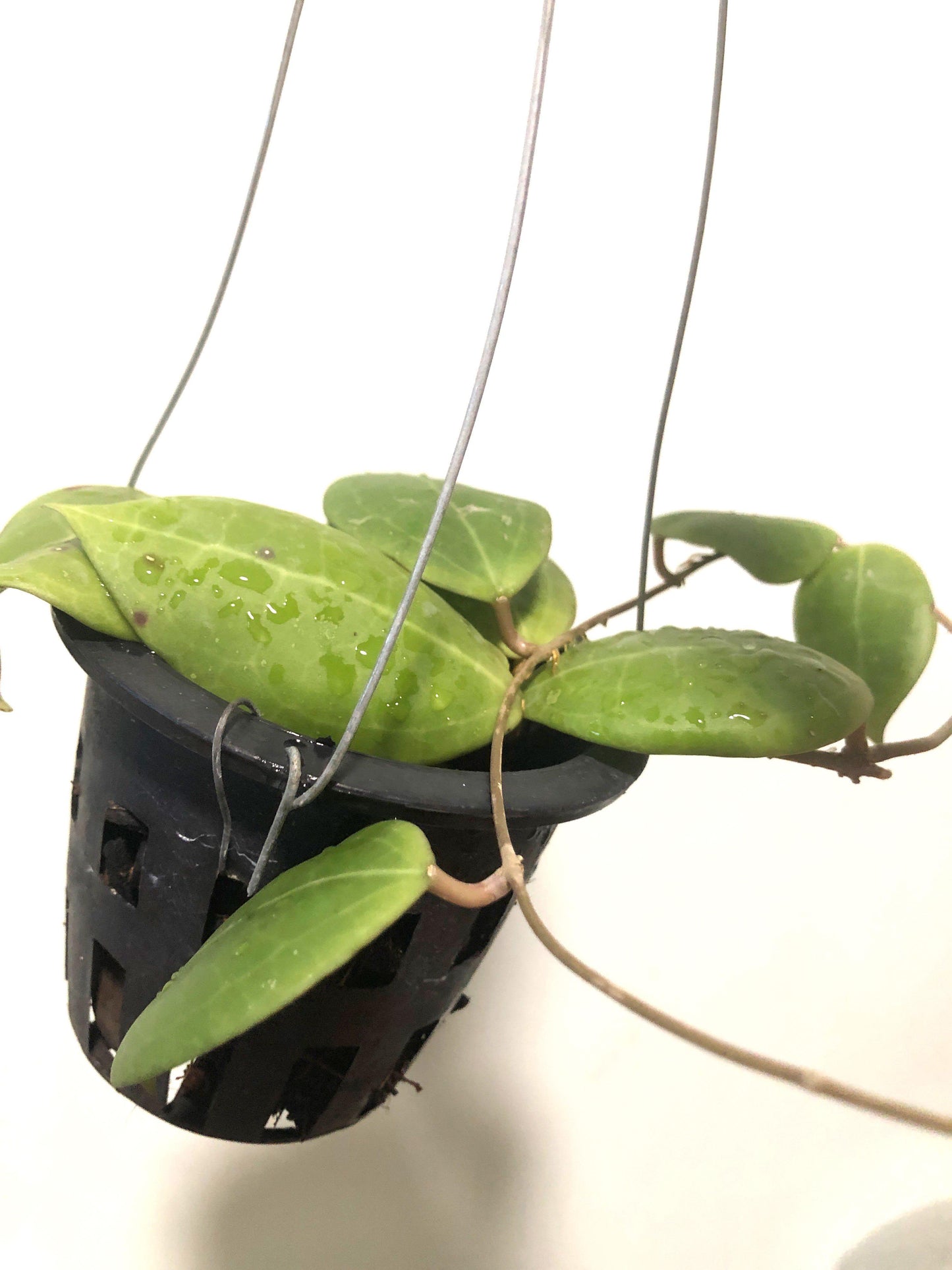 Hoya Verticillata Sulawesi