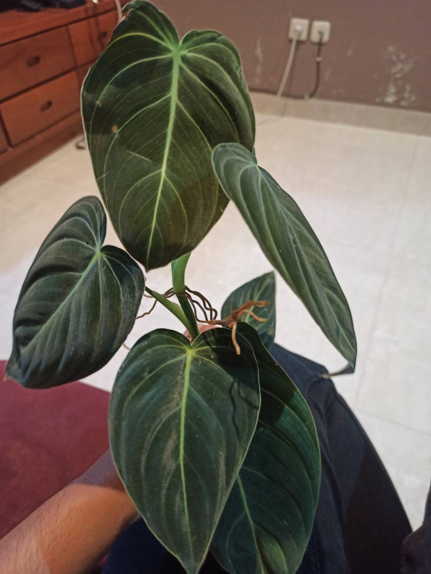 PHILODENDRON MELANOCHRYSUM Free Phytosanitary