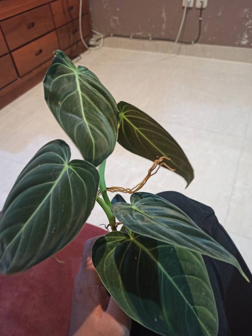 PHILODENDRON MELANOCHRYSUM Free Phytosanitary