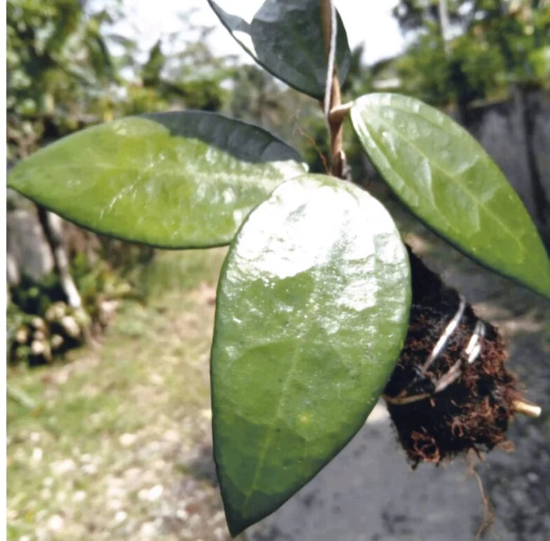 HOYA VERTICILLATA SP LAMPUNG SUMATERA FREE PHYTOSANITARY