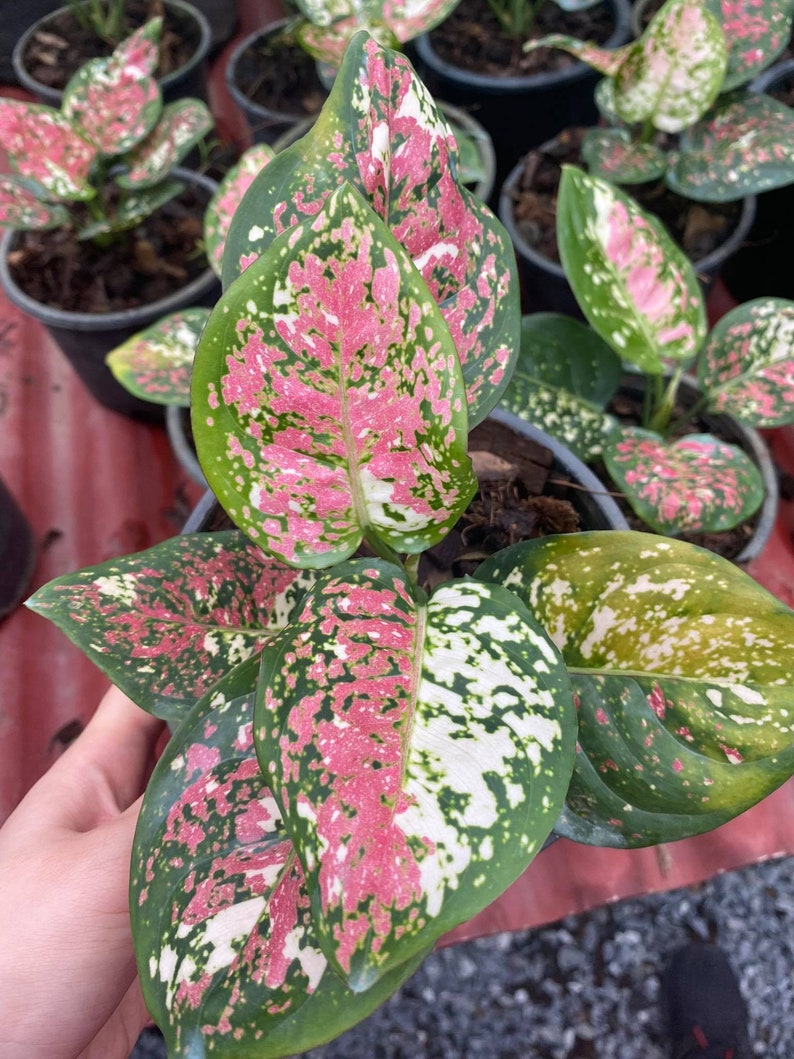 Aglaonema Tricolor || Aglaonema Anyamanee Pink Tricolor || FREE phytosanitary certificate, DHL express