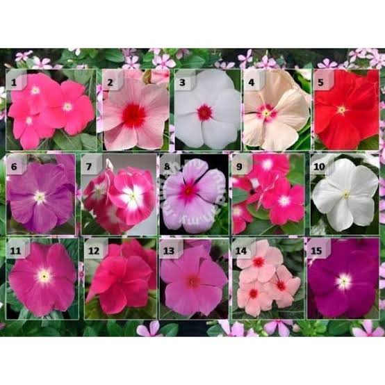 100 Seeds Mixed Color Periwinkle Seed, Vinca Rosea Flower, Natural, Non GMO, Heirloom
