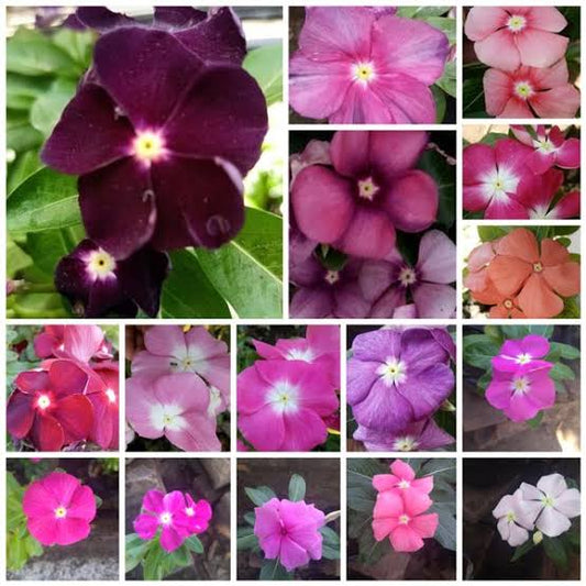 100 Seeds Mixed Color Periwinkle Seed, Vinca Rosea Flower, Natural, Non GMO, Heirloom