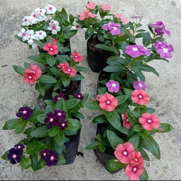 100 Seeds Mixed Color Periwinkle Seed, Vinca Rosea Flower, Natural, Non GMO, Heirloom
