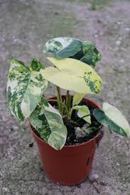 Philodendron Burle Marx Variegata (Free Phytosanitary)