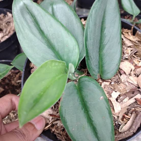SCINDAPSUS TREUBII MOONLIGHT