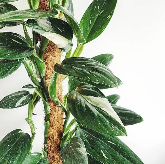 Monstera Standleyana bunt