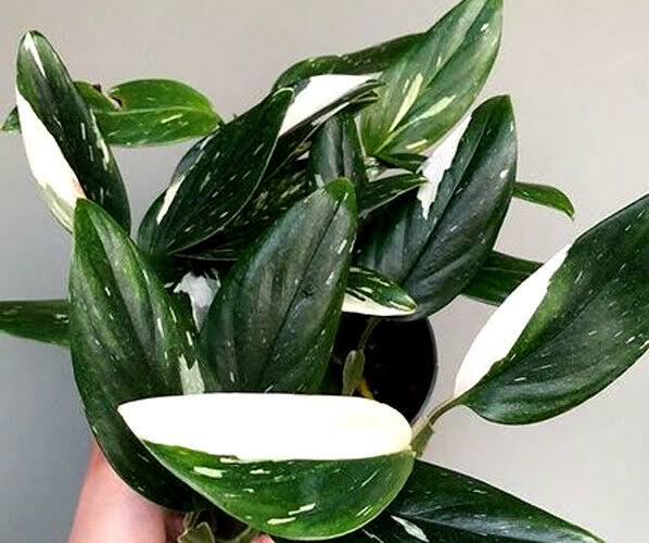 Monstera Standleyana bunt
