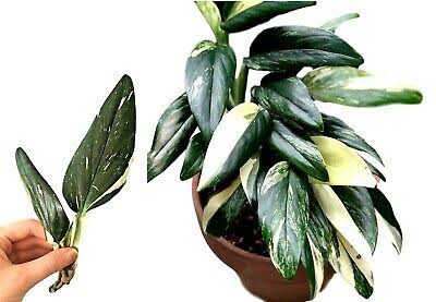 Monstera Standleyana bunt