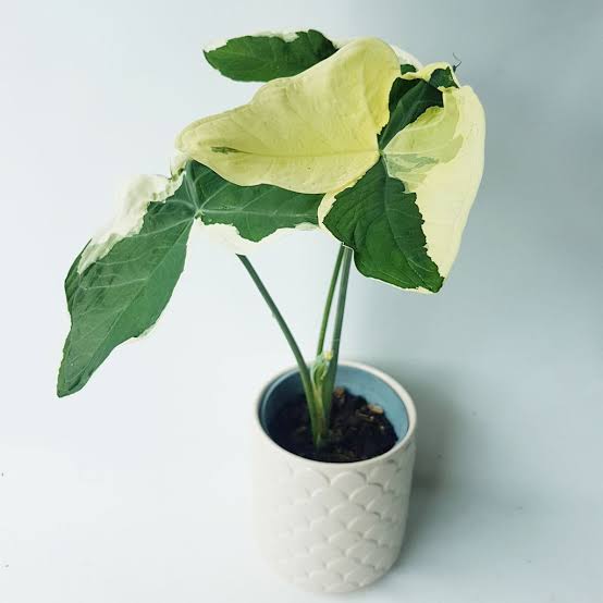 Xanthosoma Mickey Mouse FREE PHYTOSANITARY
