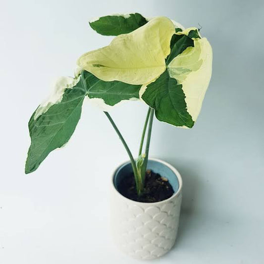 Xanthosoma Mickey Mouse FREE PHYTOSANITARY
