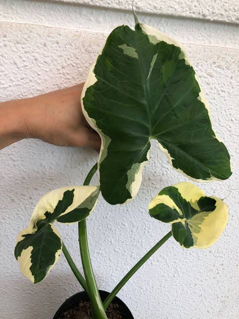 Xanthosoma Mickey Mouse FREE PHYTOSANITARY