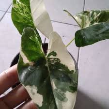 Alocasia Macrorrhiza Variegated (Seeds / Eggs ONLY) 50 pcs Seeds