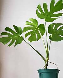 Monstera Deliciosa, 2 Gallon Grow Pot, 4-5 Fuß Gesamthöhe, moderne tropische lebende Indoor-Pflanze 