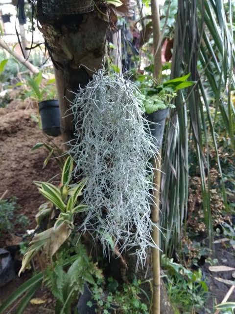 Spanish Moss Tillandsia Usneoides" Plant better known as old man's beard.