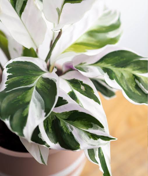 Calathea White Fusion Free Phytosanitary
