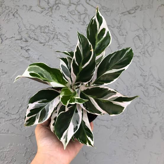 Calathea White Fusion Free Phytosanitary